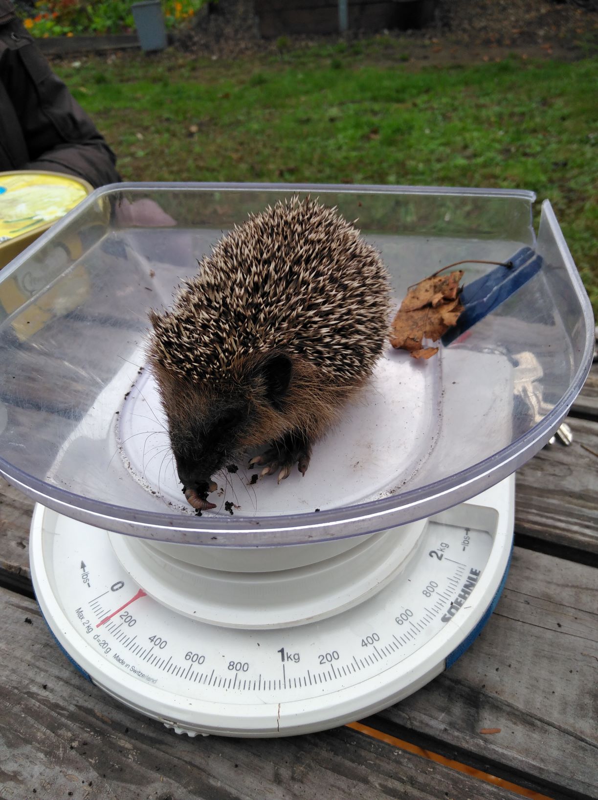 igel auf Waage klein.jpg